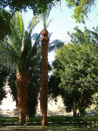 Fotos Bäume | Aswan
