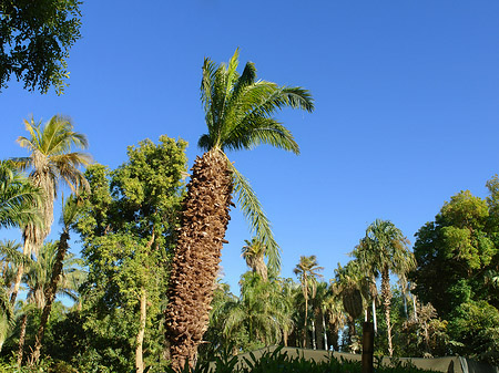 Palmen Fotos