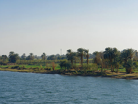 Palmen
